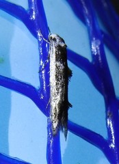 Blastodacna