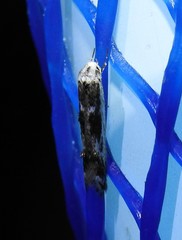 Blastodacna