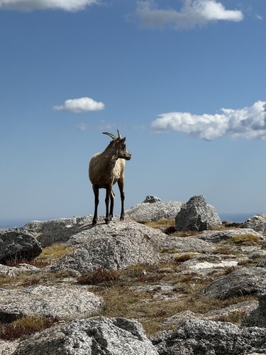 Bighorn Sheep