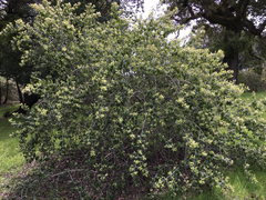 Ceanothus incanus