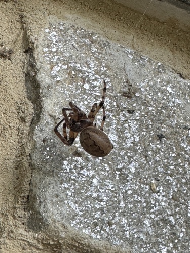 Furrow Orbweaver