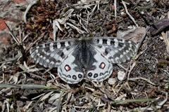 Parnassius orleans
