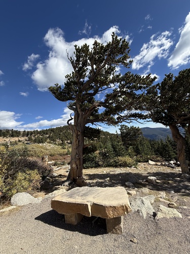 Rocky Mountain bristlecone pine