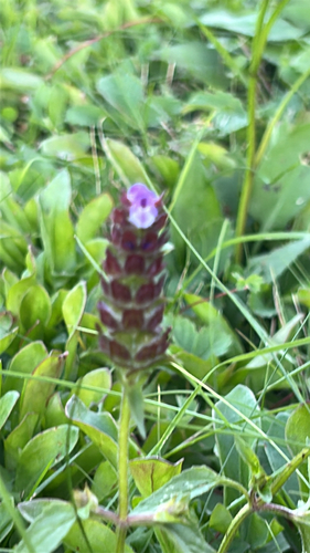 common selfheal