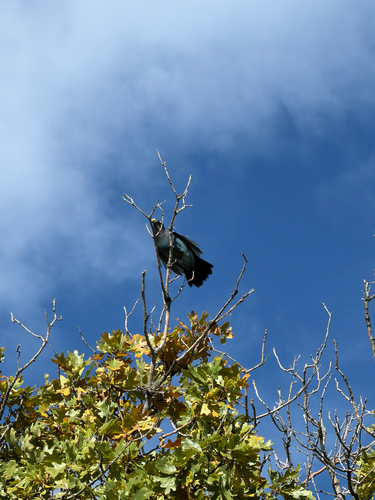 Steller's Jay