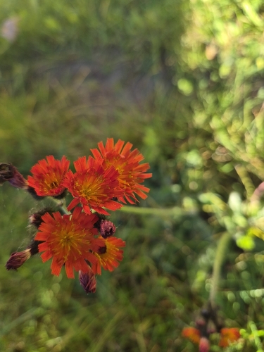 orange hawkweed