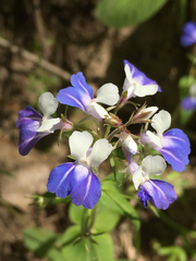 Collinsia verna