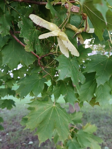Norway maple