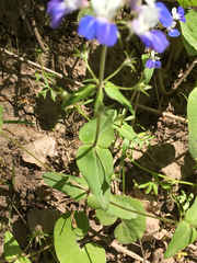 Collinsia verna