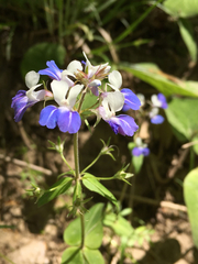 Collinsia verna