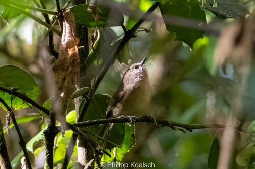 iNaturalist image