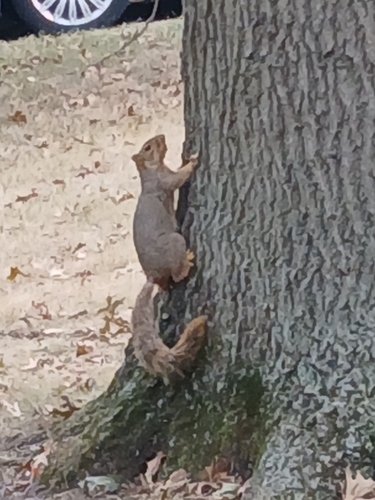 Eastern Fox Squirrel