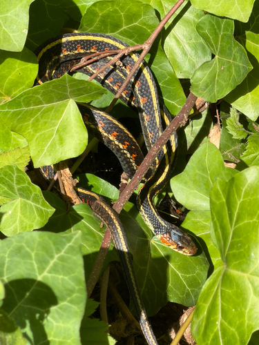 Red-spotted Garter Snake