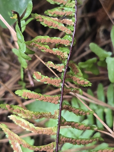 Asplenium platyneuron, photograph 3