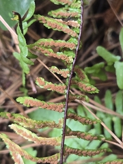 Asplenium platyneuron, photograph author not stated, no rights reserved
