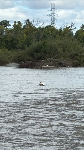 American White Pelican