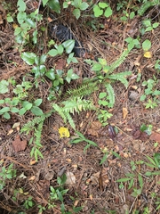 Asplenium platyneuron, photograph author not stated, no rights reserved