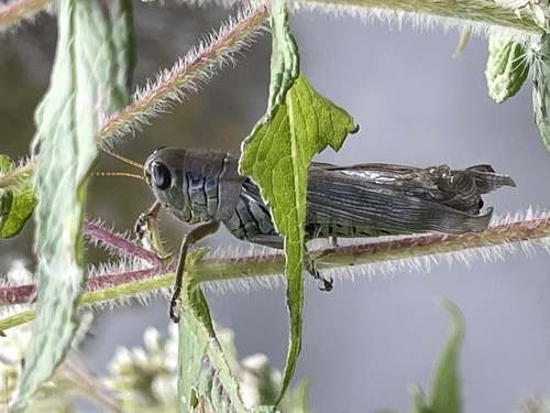 Differential Grasshopper