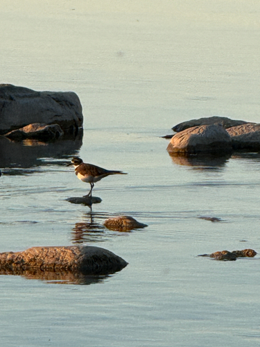 Killdeer