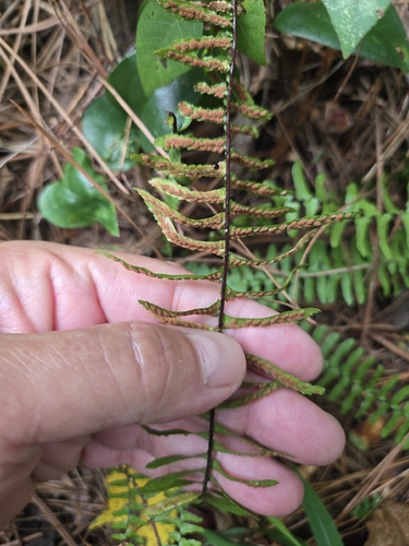 Asplenium platyneuron, photograph 5