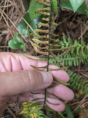 Asplenium platyneuron, photograph author not stated, no rights reserved