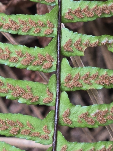 Asplenium platyneuron, photograph 6