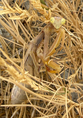 European Mantis