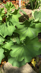 Alchemilla mollis