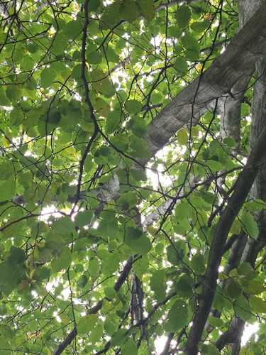 European beech