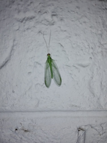 Chrysopa oculata