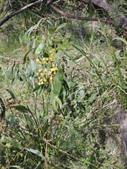 Acacia pycnantha, photograph (c) Michael McBain, some rights reserved (CC BY)