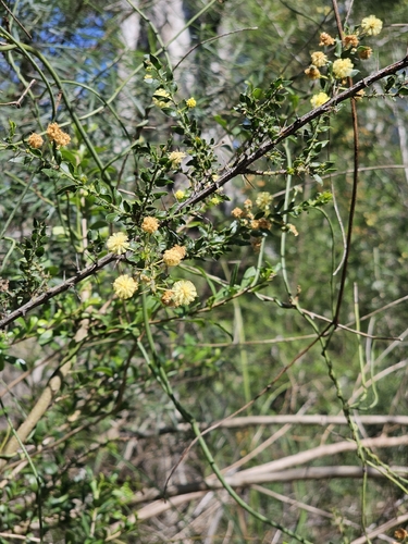 Acacia paradoxa, photograph 3