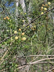 Acacia paradoxa, photograph (c) Michael McBain, some rights reserved (CC BY)