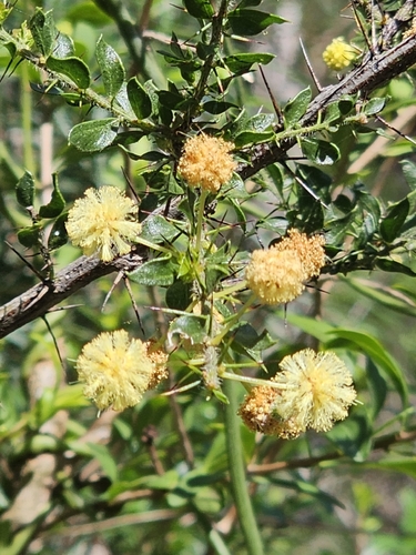 Acacia paradoxa, photograph 4