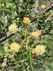 Acacia paradoxa, photograph (c) Michael McBain, some rights reserved (CC BY)