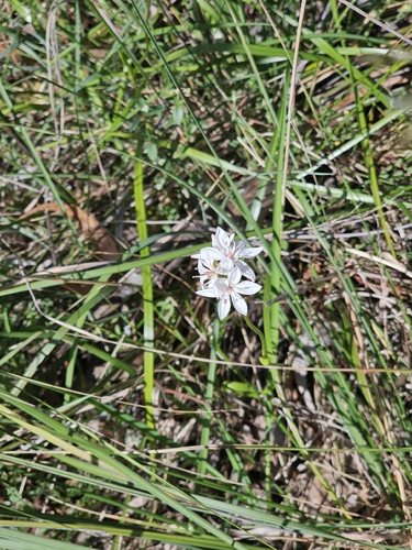 Burchardia umbellata, photograph 3