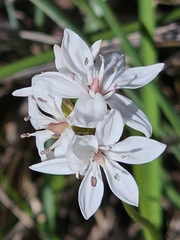 Burchardia umbellata, photograph (c) Michael McBain, some rights reserved (CC BY)