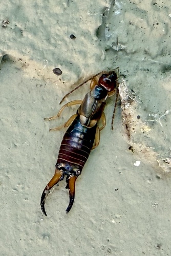 Western Earwig