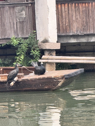 Great Cormorant