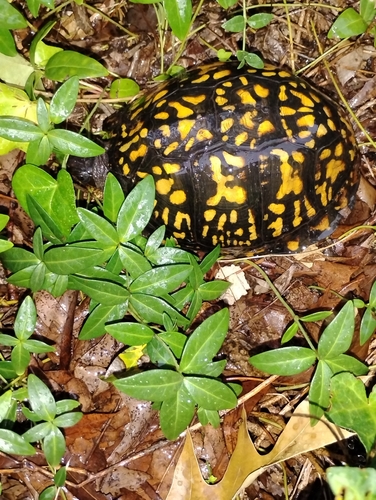 Eastern Box Turtle