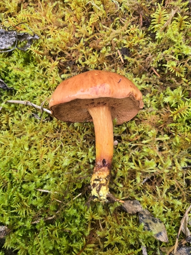 Peppery Bolete