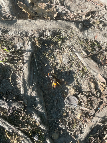 Yellow-legged Hornet