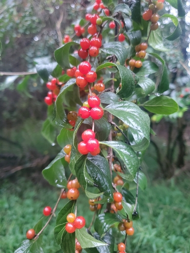 Amur honeysuckle