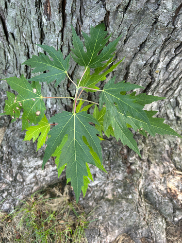 silver maple