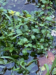 author not stated, no rights reserved Ludwigia palustris, photograph author not stated, no rights reserved