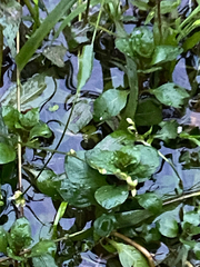 author not stated, no rights reserved Ludwigia palustris, photograph author not stated, no rights reserved