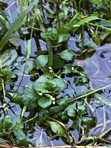 Ludwigia palustris, photograph 6