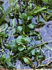 Ludwigia palustris, photograph author not stated, no rights reserved