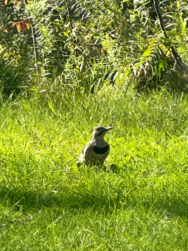 Northern Flicker