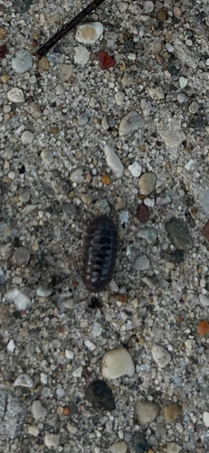 Common Pill Woodlouse